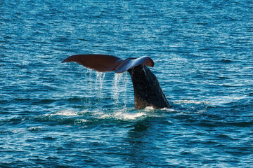Encountering sperm whales while whale watching in Kaikoura, New Zealand at the ocean's surface