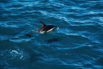 Dolphin swimming in Kaikoura's clear waters, showcasing marine conservation efforts