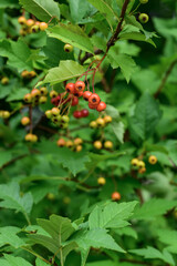 Hawthorn berries on a branch in the garden