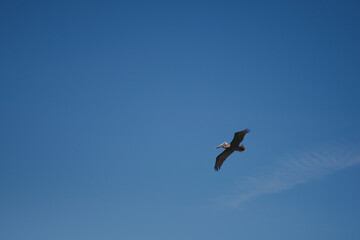 Soaring Pelican in Clear Blue Sky on a Sunny Day. Gracefully soars across a vibrant blue sky under sunlight, showcasing freedom and tranquility. Captures the essence of open air and serene moments in 