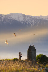Photographer captures seagulls at sunset by the seaside in Kaikoura, New Zealand
