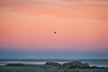 Seagull soaring over Kaikoura coastline during sunset by the sea