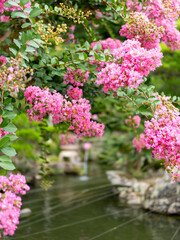 水辺に咲いた百日紅の花