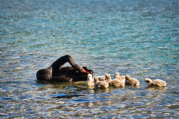 Swan family swimming in shimmering waters of Glenorchy, New Zealand at midday