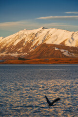 As the sun sets over Lake Tekapo, the shimmering water reflects vibrant hues