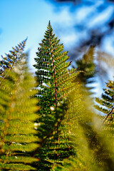 Vibrant ferns thrive amidst the stunning landscape of Mount Cook in New Zealand