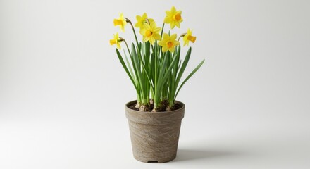 Yellow Daffodils in Pot
