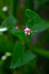 Persicaria senticosa flowers. Polygonaceae annual plants. It grows thorny stems and blooms small...