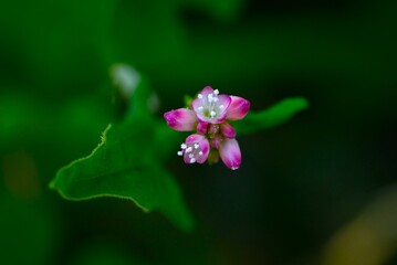 Persicaria senticosa flowers. Polygonaceae annual plants. It grows thorny stems and blooms small...