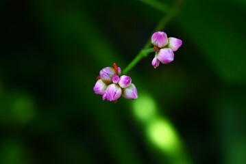 Persicaria senticosa flowers. Polygonaceae annual plants. It grows thorny stems and blooms small...