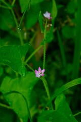 Persicaria senticosa flowers. Polygonaceae annual plants. It grows thorny stems and blooms small...