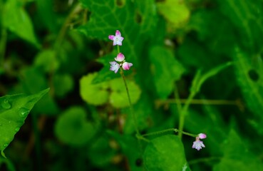 Persicaria senticosa flowers. Polygonaceae annual plants. It grows thorny stems and blooms small pink flowers from early summer to autumn.