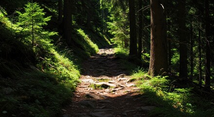 Sunlit Mountain Path