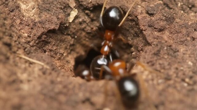 Close-up view of ants working near a small hole in a tree trunk.