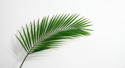 Obraz premium Palm leaf on white background