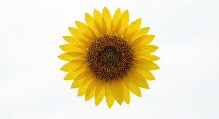 Fototapeta premium Sunflower close-up (1)
