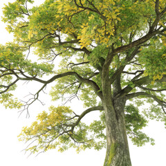 Fototapeta premium Vibrant green tree isolated on transparent background