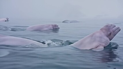 Beluga Whales Swimming in Arctic Waters