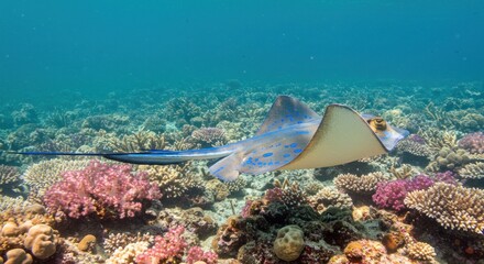 Underwater stingray in coral reef