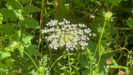 Close-up of a white Queen Anne's Lace wildflower with insects in a sunny summer meadow