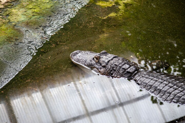 Close-up of an alligator or caiman partially submerged in water at a zoo
