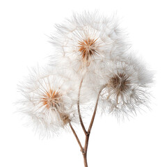 Close-up of three dried seed heads