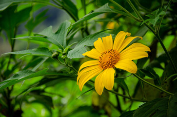 Close-up of Bright Yellow Flower