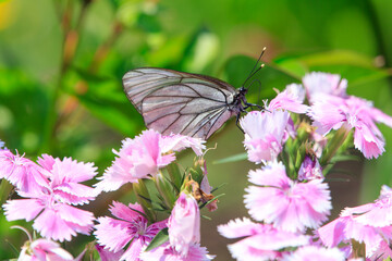 A White Butterfly Resting on Delicate Pink Flowers