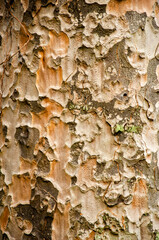 Close-up of Peeling Bark on a Tree Trunk
