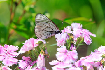 A White Butterfly Resting on Delicate Pink Flowers
