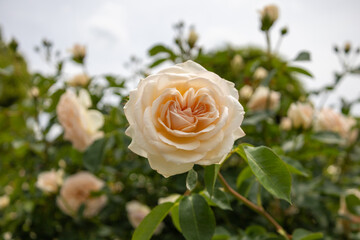 Beautiful Rose in GIFU World Rose Garden 