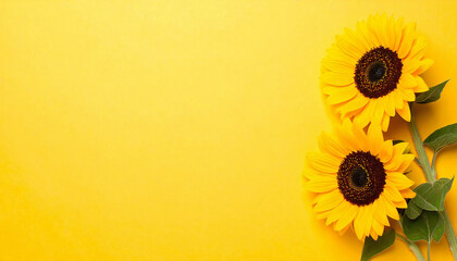 向日葵の花。コピースペース。ポップイメージ。Sunflower flower. Copy space. Pop image.