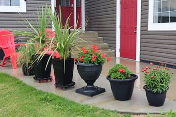 Six potted plants lined up on a wet concrete entrance to a house. The house doors are red as are...