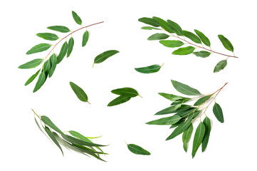 Eucalyptus branch with green leaves isolated on white background. Flay lay 