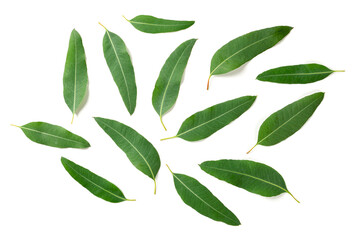 Top view of eucalyptus green leaves isolated on white