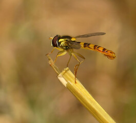 The photo shows a macro of a small wasp from the family Syrphidae, the common buttercup...