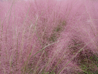 ミューレンベルギア