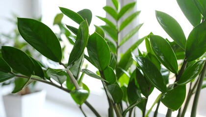 Lush green houseplant leaves