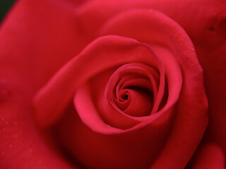 赤い薔薇のクローズアップ