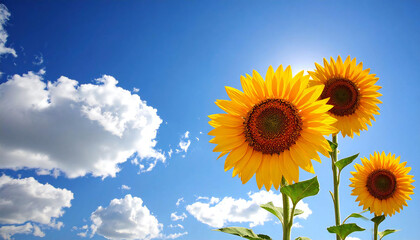 向日葵の花。コピースペース。青空。Sunflower flower. Copy space. Blue sky.