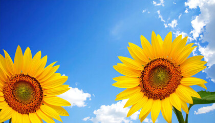 向日葵の花。コピースペース。青空。Sunflower flower. Copy space. Blue sky.