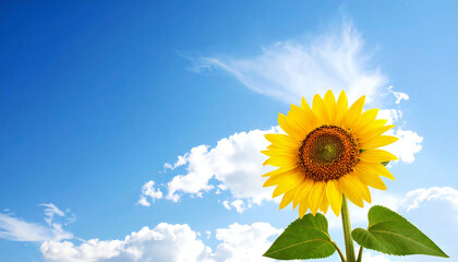 向日葵の花。コピースペース。青空。Sunflower flower. Copy space. Blue sky.