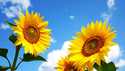 向日葵の花。コピースペース。青空。Sunflower flower. Copy space. Blue sky.
