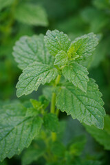 Top part of lemon balm herb growing outdoors in nature. 
