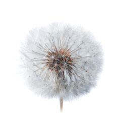 Close-up of a dandelion seed head (11)
