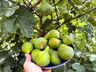 Hand holding a bowl filled with freshly ripe dessert king figs harvested with fruit tree in home garden
