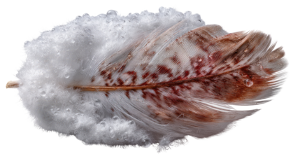 Feather in Snow: A delicate feather, adorned with intricate patterns and subtle colors, rests gently amidst a soft bed of glistening snow, evoking a sense of ethereal beauty.