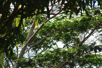green tree branches