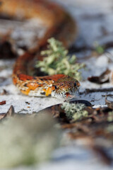An absolutely *gorgeous* corn snake (Pantherophis guttatus), also nicknamed the red rat snake, crawling on white sand in Highlands Hammock State Park, Florida
