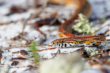 An absolutely *gorgeous* corn snake (Pantherophis guttatus), also nicknamed the red rat snake, crawling on white sand in Highlands Hammock State Park, Florida